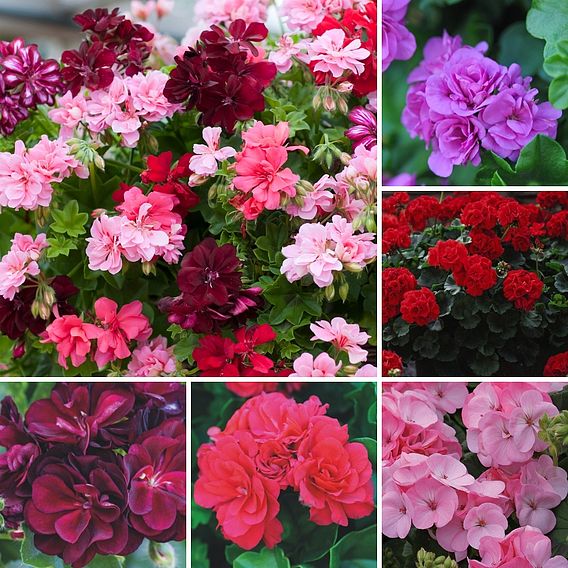 Nurseryman's Choice Geranium Plant Collection