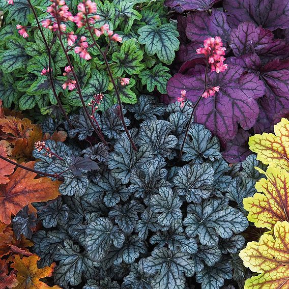 Heuchera 'Mosaic'