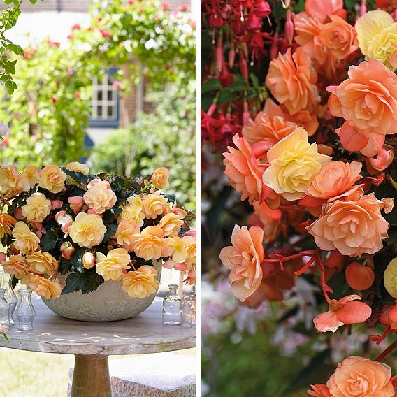 Begonia 'Fragrant Falls' Duo