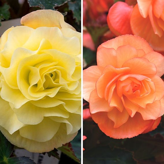 Begonia 'Fragrant Falls' Duo