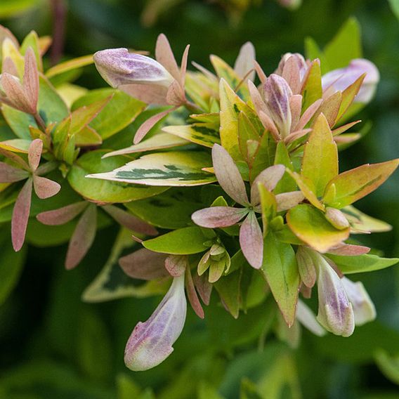 Abelia x grandiflora 'Kaleidoscope'