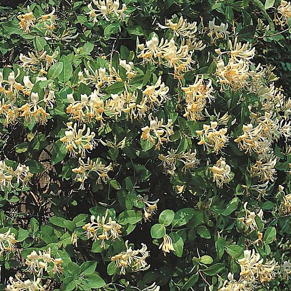 Honeysuckle 'Graham Thomas'