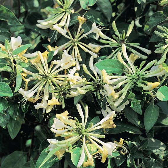 Honeysuckle 'Graham Thomas'