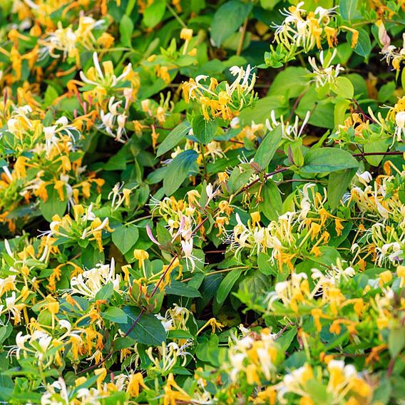 Honeysuckle 'Graham Thomas'