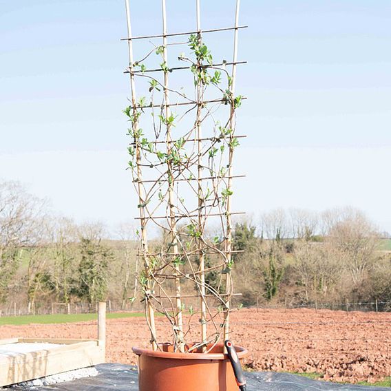 Honeysuckle 'Graham Thomas'