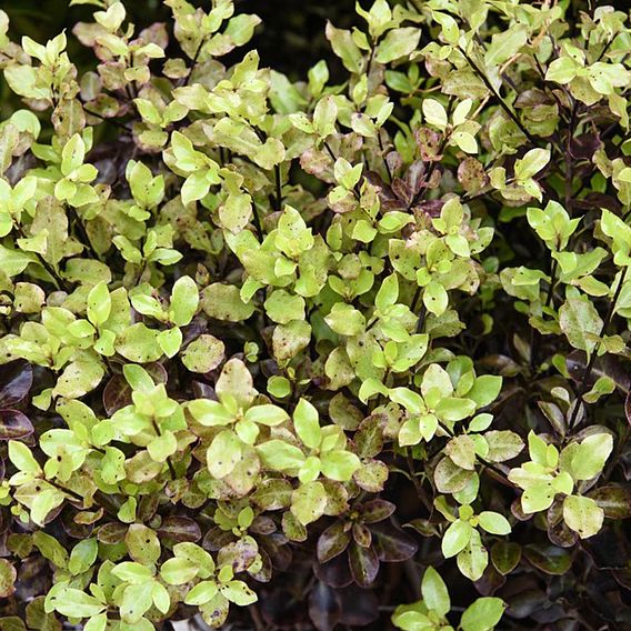 Pittosporum tenuifolium 'Tom Thumb'