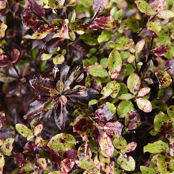 Pittosporum tenuifolium 'Tom Thumb'