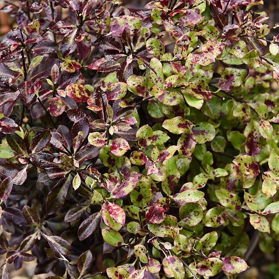 Pittosporum tenuifolium 'Tom Thumb'