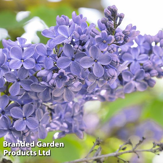 Lilac 'President Grevy'