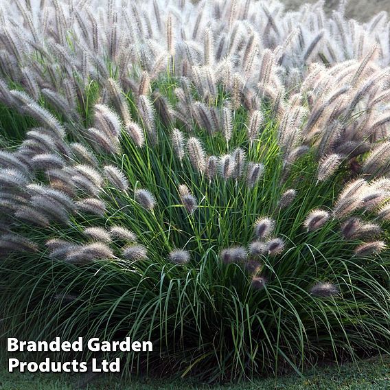 Pennisetum alopecuroides 'Moudry'