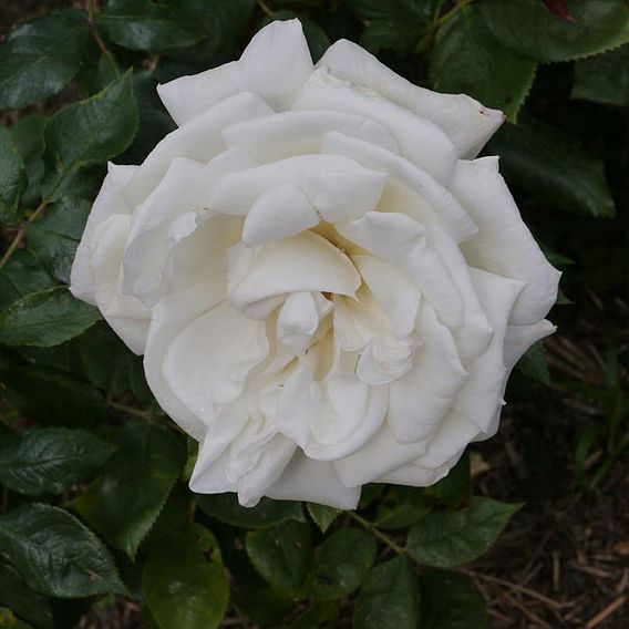 Rose 'Silver Anniversary' (Hybrid Tea Rose)