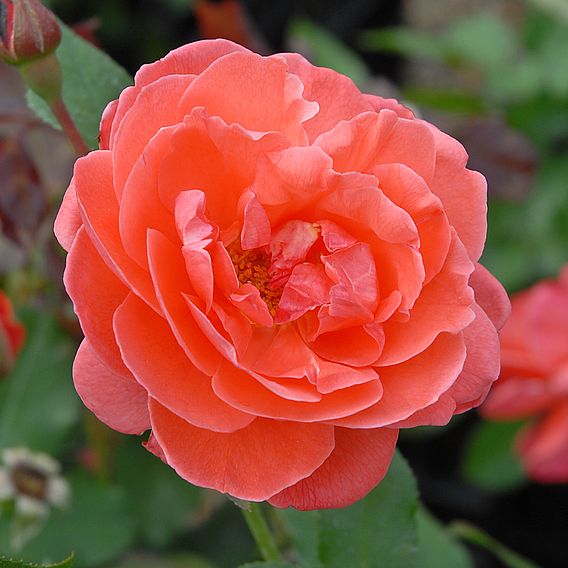 Rose 'Happy Anniversary' (Floribunda Rose)