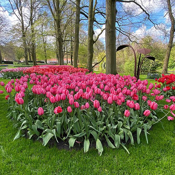 Tulip 'Pink Giant'