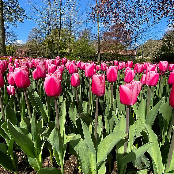 Tulip 'Pink Giant'