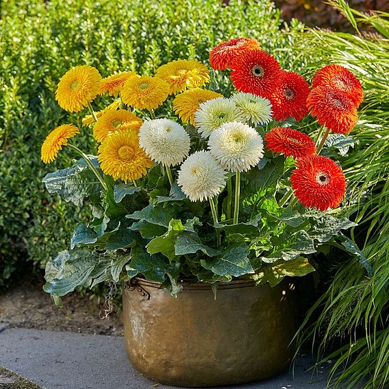 Gerbera Plants Glorious Range Suttons