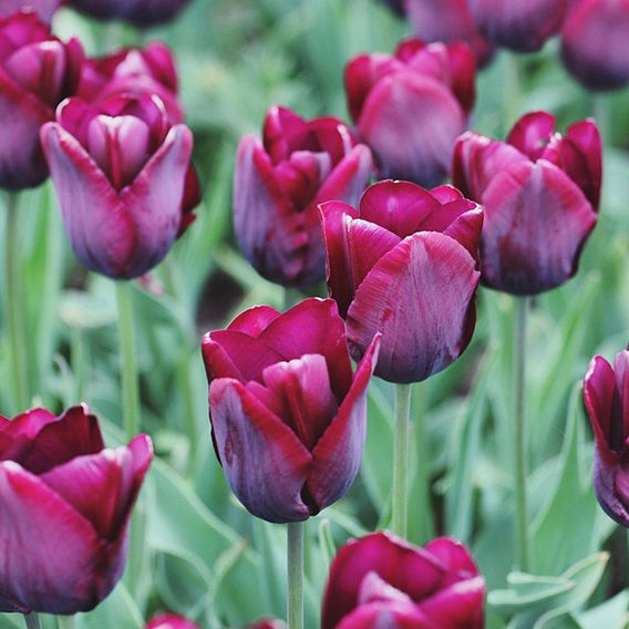 Tulip 'Ronaldo'