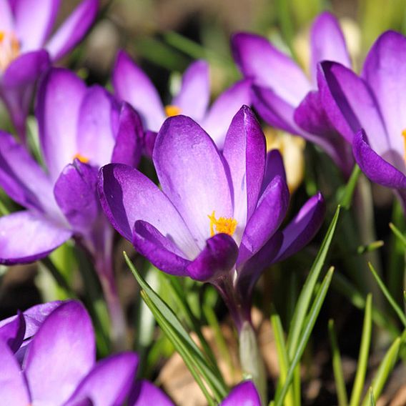 Crocus 'Ruby Giant'