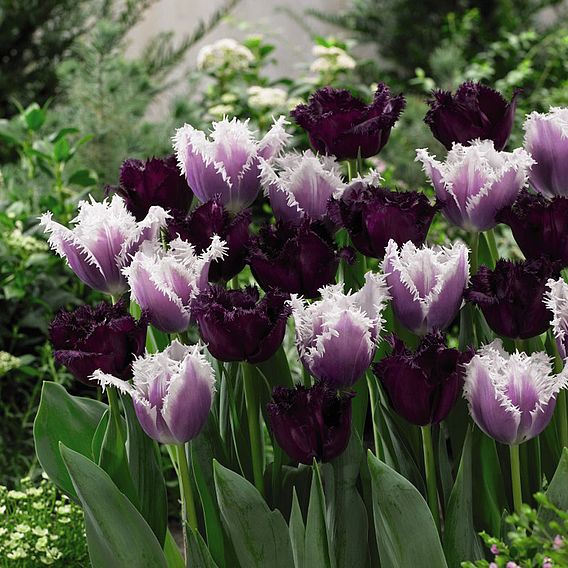 Tulip 'Black Cherry Frost'