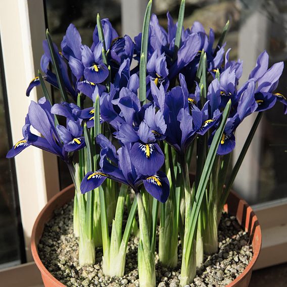 Iris reticulata