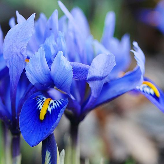 Iris reticulata