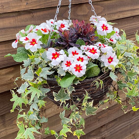 Starry Eyes Mix (Pre-Planted Basket)