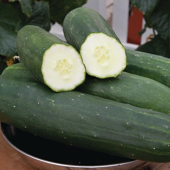 Cucumber Peticue