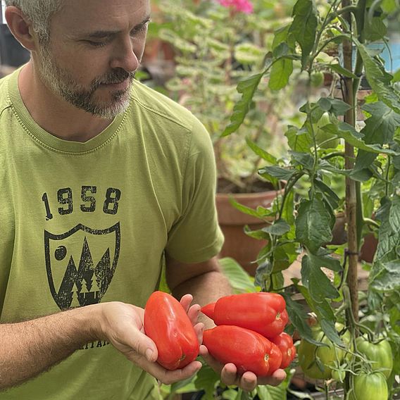 Tomato 'Bellandine'