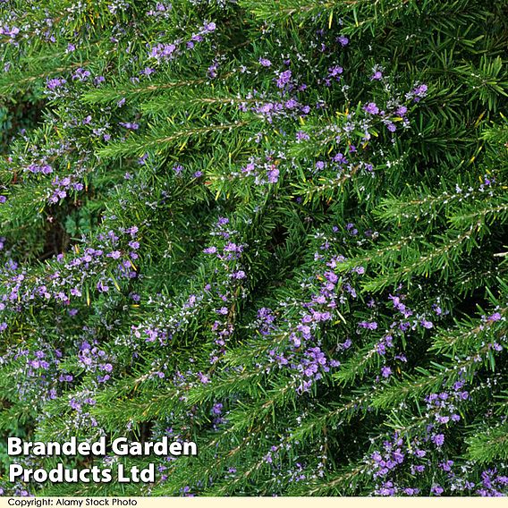 Rosemary 'Tuscan Blue'