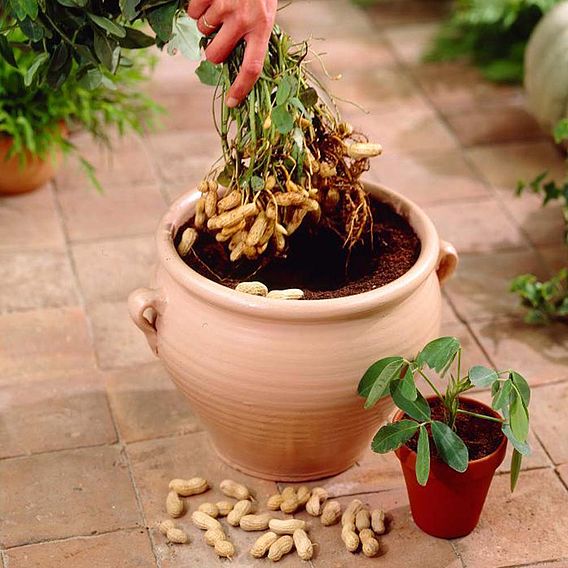 Peanut 'Mandala'