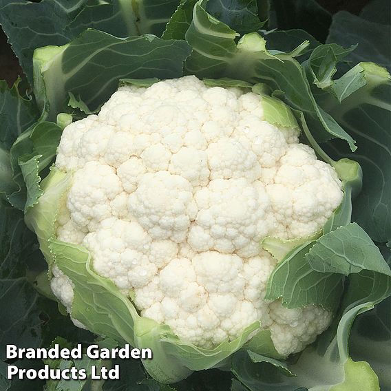 Cauliflower Whitex