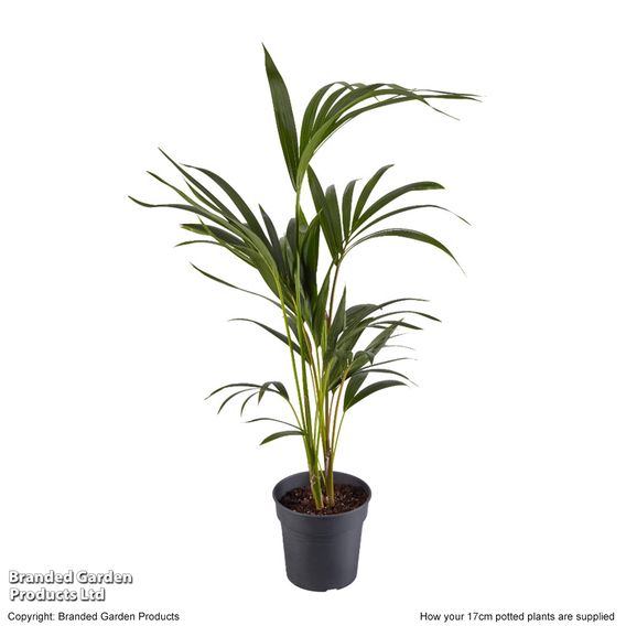 Kentia Palm