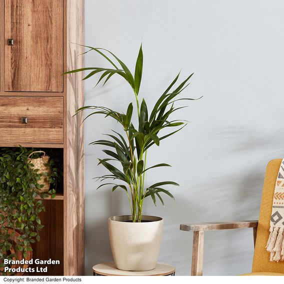 Kentia Palm