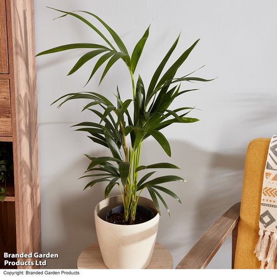 Kentia Palm