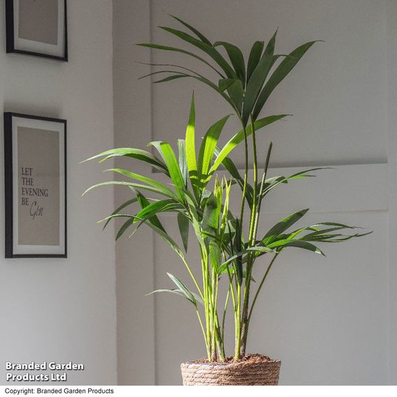 Kentia Palm