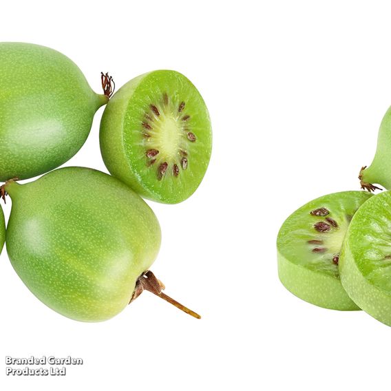 Kiwi Growers Choice