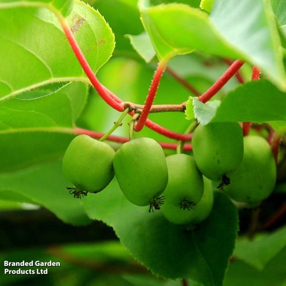 Kiwi Growers Choice
