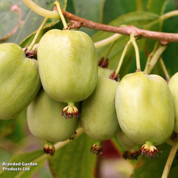 Kiwi Growers Choice