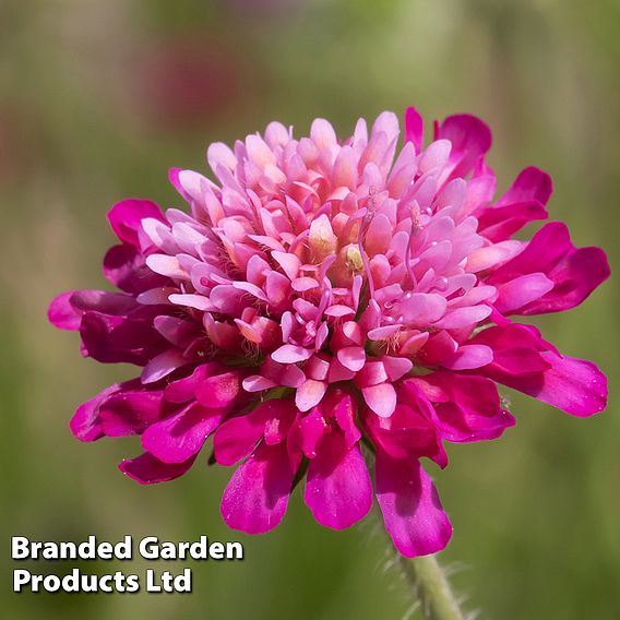 Knautia macedonica 'Melton Pastels'