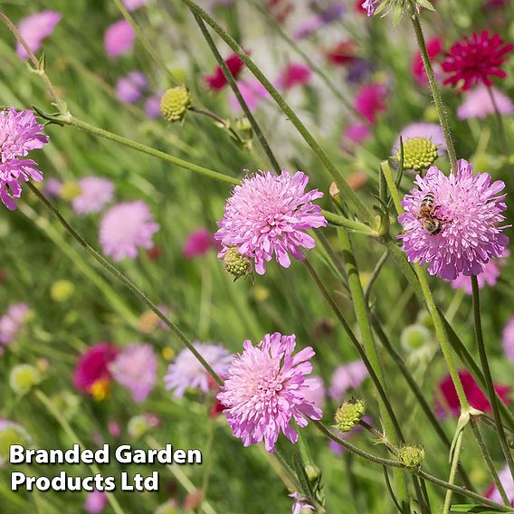 Knautia macedonica 'Melton Pastels'