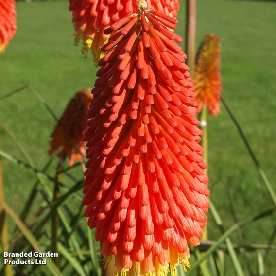 Red Hot Poker 'Papaya Popsicle'