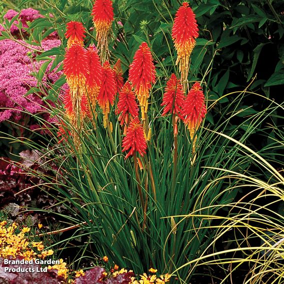 Red Hot Poker 'Papaya Popsicle'