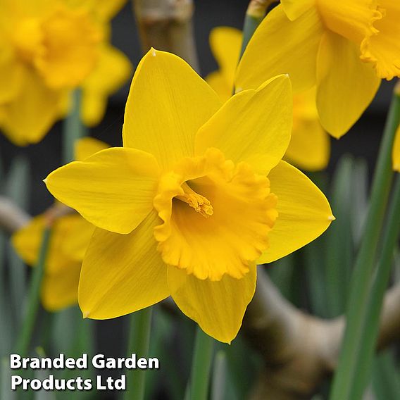 Narcissus 'Golden King Alfred'