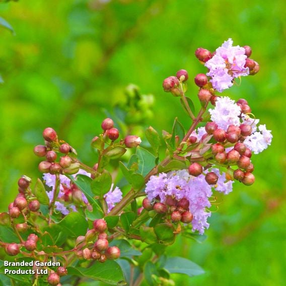Lagerstroemia indica 'Camaieu D'Été'