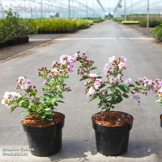 Lagerstroemia indica 'Camaieu D'Été'