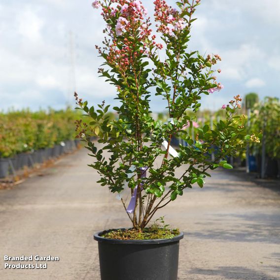 Lagerstroemia indica 'Camaieu D'Été'