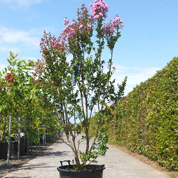 Lagerstroemia indica 'Camaieu D'Été'
