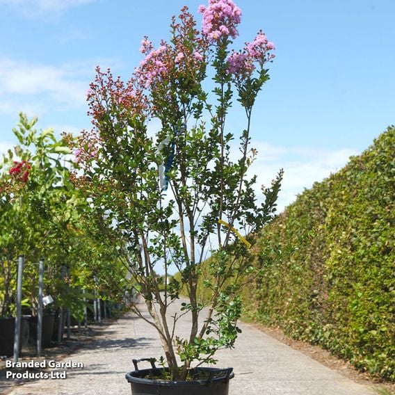 Lagerstroemia indica 'Camaieu D'Été'
