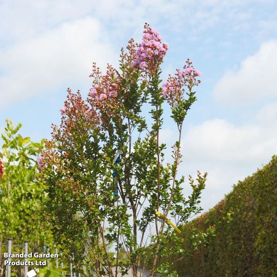 Lagerstroemia indica 'Camaieu D'Été'