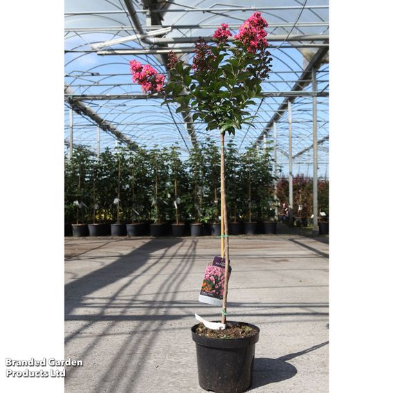 Lagerstroemia indica 'Coral Magic First Editions®'