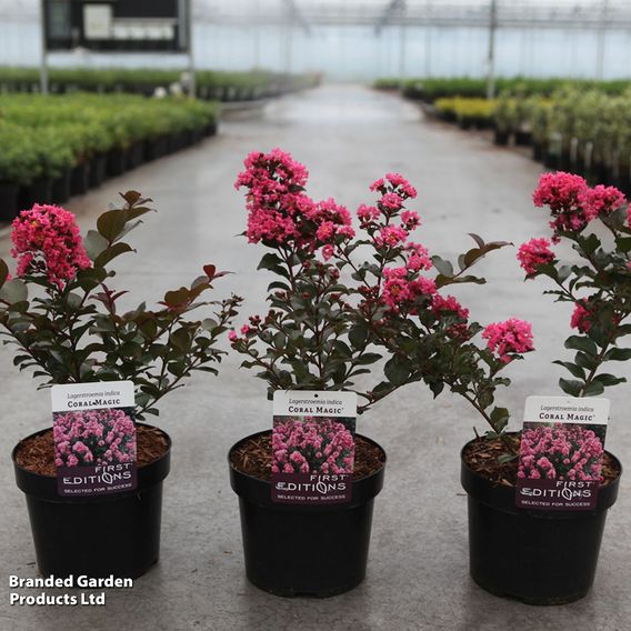 Lagerstroemia indica 'Coral Magic First Editions®'